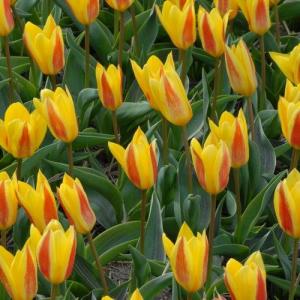 Тюльпан Джузеппе Верди (Giuseppe Verdi), 25 шт - картинка 1