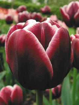 Тюльпан Александр Пушкин (Alexander Pushkin), 10 шт (разбор 12/14) - картинка 3