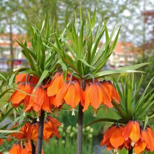 Рябчик императорский Рубра (Fritillaria imperialis Rubra Maxima), 1 шт (разбор 22/24) - картинка 3