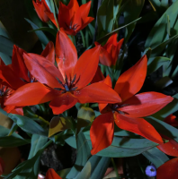 Тюльпан Престанс Цваненбург (praestans Zwanenburg), 40 шт