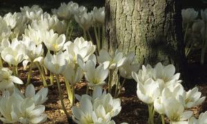 Колхикум Альбум (Colchicum autumnale Album), 1 шт (разбор 16/18) - картинка 3