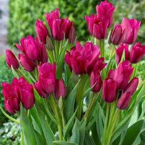 Тюльпан Найт Клаб (Night Club), 10 шт (разбор 12/14) - картинка 1