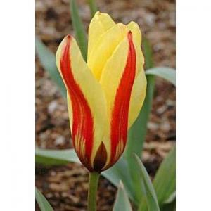Тюльпан Джузеппе Верди (Giuseppe Verdi), 25 шт - картинка 2