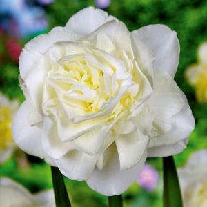 Нарцисс Обдам (Obdam), 5 шт (разбор 12/14) - картинка 4