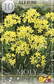 Аллиум Молли (Allium Moly), 10 шт (разбор 5/6) - картинка 2