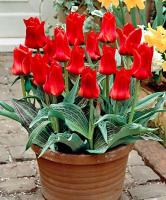 Тюльпан Рэд Райдинг Худ (Red Riding Hood = Roodkapje), 25 шт (разбор 11/12)
