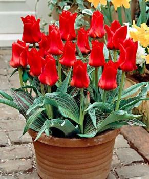 Тюльпан Рэд Райдинг Худ (Red Riding Hood = Roodkapje), 25 шт (разбор 11/12) - картинка 1