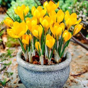 Крокус Геел (Geel=Yellow Mammouth), 5 шт (разбор 8/9) - картинка 1