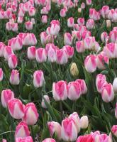 Тюльпан Иннуэндо (Innuendo), 10 шт (разбор 12/14)