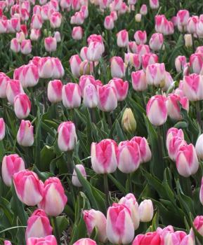 Тюльпан Иннуэндо (Innuendo), 10 шт (разбор 12/14) - картинка 3