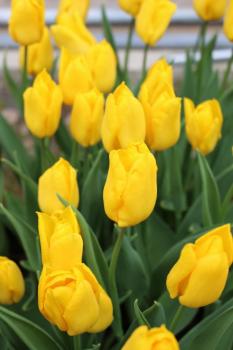 Тюльпан Карактэ (Caractère), 10 шт (разбор 12/14) - картинка 4