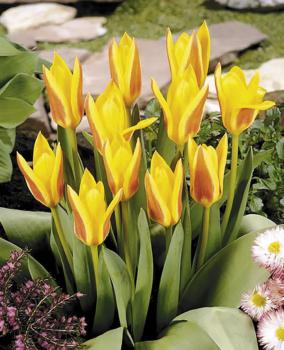 Тюльпан Джузеппе Верди (Giuseppe Verdi), 25 шт - картинка 3