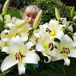 Лилия ОТ-гибрид Притти Вумен (Pretty Woman), 3 шт (разбор 16/18!) - картинка 2