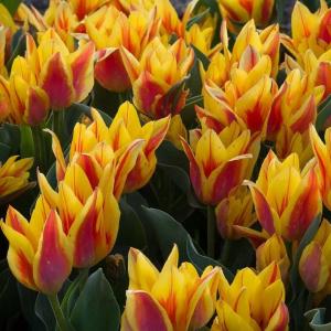 Тюльпан Виннипег (Winnipeg), 10 шт (разбор 11/12) - картинка 2