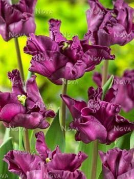 Тюльпан Кроун оф Негрита (Crown of Negrita), 10 шт (разбор 11/12) - картинка 5