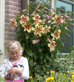 Лилия ОТ-гибрид Лавон (Lavon), 3 шт (разбор 16/18!) - картинка 1