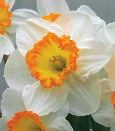 Нарцисс Саунд (Sound), 5 шт (разбор 12/14) - картинка 2