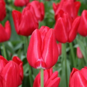 Тюльпан Ред Триумф (Red Triumph), 25 шт - картинка 2