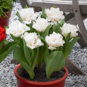 Тюльпан Сноу Кристал (Snow Crystal), 5 шт (разбор 12/14) - картинка 1