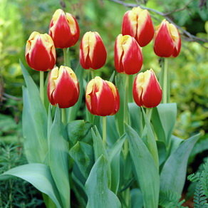 Тюльпан Доу Джонс (Dow Jones), 10 шт (разбор 11/12) - картинка 1