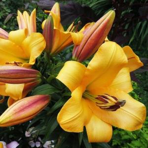 Лилия ОТ-гибрид Салтарелло (Saltarello), 3 шт (разбор 16/18!) - картинка 2