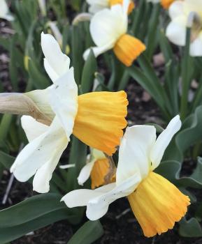 Нарцисс Оранж Комет (Orange Comet), 5 шт (разбор 12/14) - картинка 8