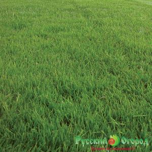 Газон Овсяница тростниковая Кэмэл Берд, 30 г - картинка 1