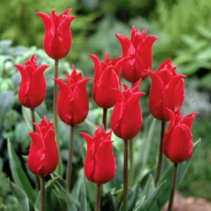 Тюльпан Притти Вумен (Pretty Woman), 10 шт (разбор 12/14) - картинка 1