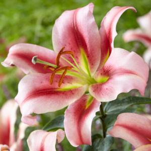 Лилия ОТ-гибрид Олимпик Флейм = Олимпик Тотч (Olympic Flame = Olympic torch), 3 шт (разбор 16/18!) - картинка 1