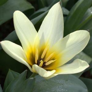 Тюльпан Концерто (Concerto), 10 шт (разбор 12/14) - картинка 2