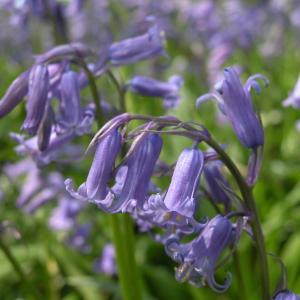 Гиацинтоидес Нон-скрипта (Hyacinthoides non-scripta), 15 шт (разбор 7/8) - картинка 2