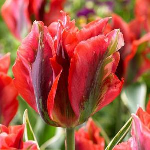 Тюльпан Голливуд (Hollywood), 10 шт (разбор 12/14) - картинка 2