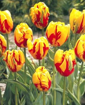 Тюльпан Техас Флейм (Texas Flame), 10 шт (разбор 11/12) - картинка 3