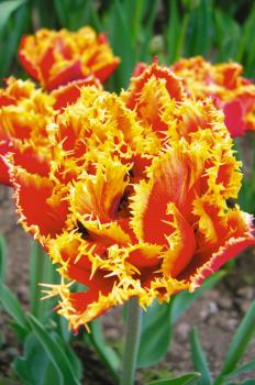 Тюльпан Голд Даст (Gold Dust), 5 шт (разбор 12/14) - картинка 3