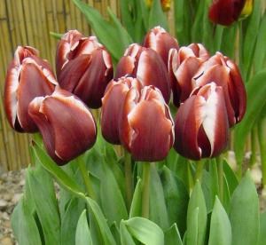 Тюльпан Армани (Armani), 10 шт (разбор 12/14) - картинка 1