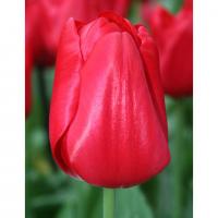 Тюльпан Ред Триумф (Red Triumph), 25 шт
