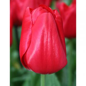 Тюльпан Ред Триумф (Red Triumph), 25 шт - картинка 3