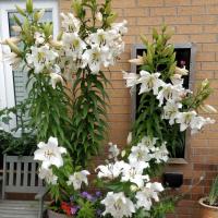 Лилия ОТ-гибрид Притти Вумен (Pretty Woman), 3 шт (разбор 16/18!)