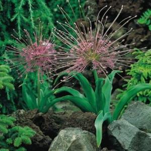 Аллиум Шуберта (Allium schubertii), 5 шт (разбор 12/14) - картинка 1