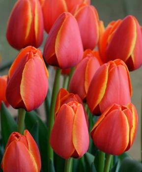 Тюльпан Уорлдс Фейворит (World's Favourite), 10 шт (разбор 12/14) - картинка 2