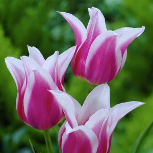 Тюльпан Баллада (Ballade), 10 шт (разбор 12/14) - картинка 2