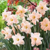 Нарцисс Вальц (Walz), 5 шт (разбор 12/14)