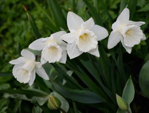 Нарцисс Маунт Худ (Mount Hood), 5 шт (разбор 12/14) - картинка 3