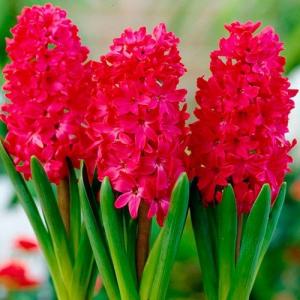 Гиацинт Скарлет Перл (Scarlet Pearl), 5 шт - картинка 2