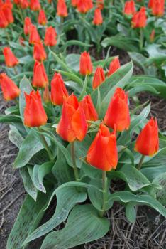 Тюльпан Мирамаре (Miramare), 10 шт (разбор 12/14) - картинка 2