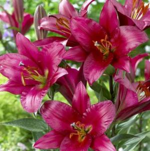 Лилия ОТ-гибрид Пёпл Принц (Purple Prince), 3 шт (разбор 16/18!) - картинка 1