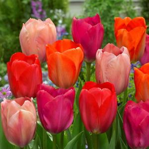 Тюльпан Фэмили Ван Эйк смесь (Family Van Eyk - Van Eyk/Orange/Mystic), 15 шт - картинка 2