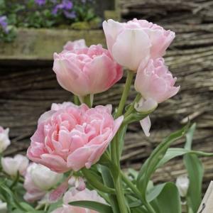 Тюльпан Анжелик (Angélique), 10 шт (разбор 11/12) - картинка 2