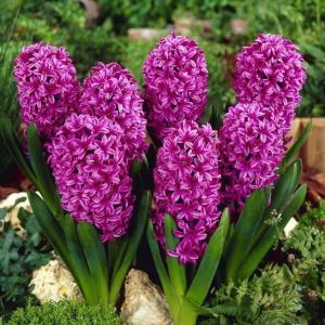 Гиацинт Мисс Сайгон (Miss Saigon), 5 шт - картинка 1