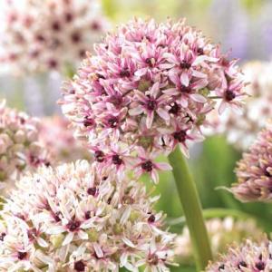 Аллиум Сильвер Спринг (Allium Silver Spring), 3 шт (разбор 12/14) - картинка 1